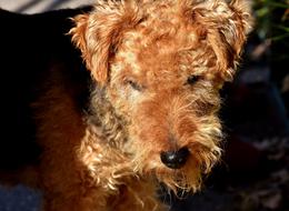 Fox Terrier Cute Dog