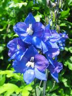 blue flower on the bush