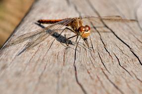 Dragonfly Close Up Insect Red