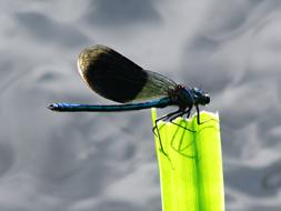 Wazka Insect big Wings