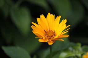 Flower Blossom Bloom