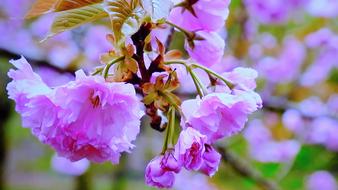 Tree Blooming Flower