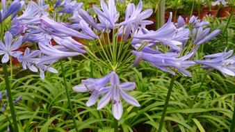 Plant Flower