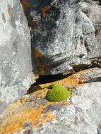 green moss on the rocks