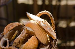 Mussels Basket Still Life