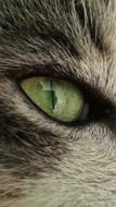 Cat Eye Reflection