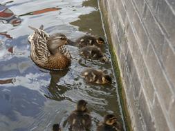 Ducks Mother Young