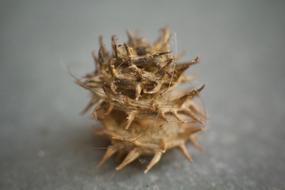 spiny macro shell