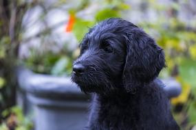 Labradoodle Labrador King Poodle