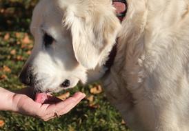 Dog Animal Drink Golden