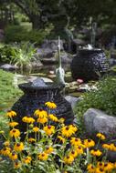 Yellow Flowers Ponds Fish