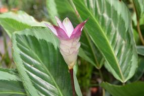 green leaves with a flower