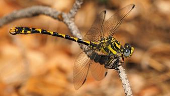 Nature Insect Dragonfly