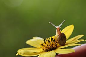 snail in yellow flower