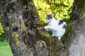 Cat on Tree in park