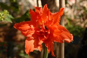 the red bud of a fantastic flower