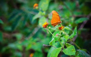 Butterfly Fly Insect