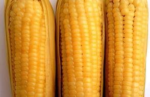 homemade boiled corn