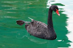 Swan Black Bird swimming in pond