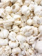healthy garlic harvest