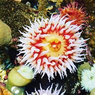 Anemone Water Sea