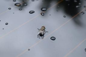 closeup view of Fly Insect Bug