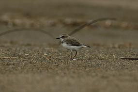 Animal Sea Beach Wild