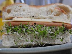 delicious cheese sandwich