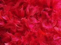 Close-up of the red and pink, dyed feathers