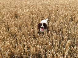 Corn Agriculture Dog