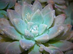 lovely flower in dew drops