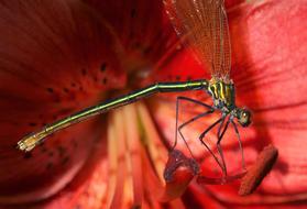 Insect Damsel Fly