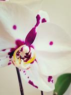 white flower in purple drops