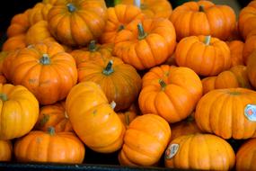 orange ripe pumpkin