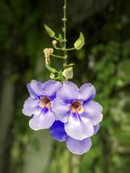 Thunbergia Grandiflora Blue