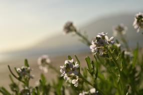 Flower Morning Summer