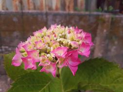 Flower Garden