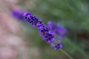 Lavender Nature