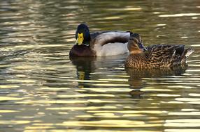 a couple of ducks in the lake