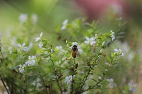 insect in wild plants