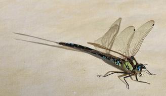 Dragonfly Nature Animal