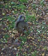 Squirrel Animal Nature