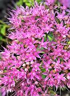 pink flowers on the trees