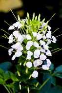 Flower Nice