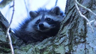 Raccoon Wildlife Mammal