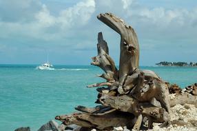 wooden log by the ocean