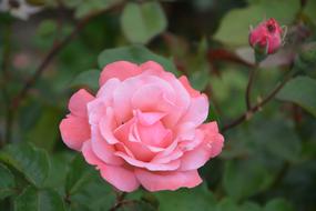Pink Rosebush Bush