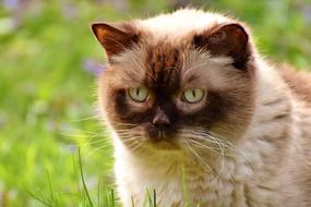 British Shorthair Rest Relaxed