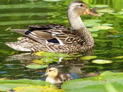 duck with her baby in the lake