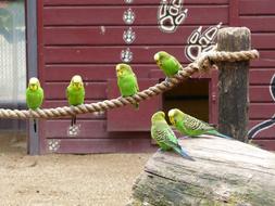 Zoo Magdeburg Australia